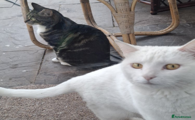 Domestic Shorthair cats - Advert 19