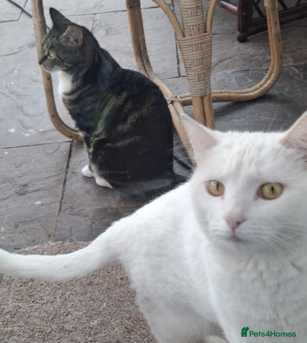 Domestic Shorthair cats for sale: Two 3 year old cats for sale - Image 1