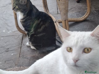 Domestic Shorthair cats - Advert 7