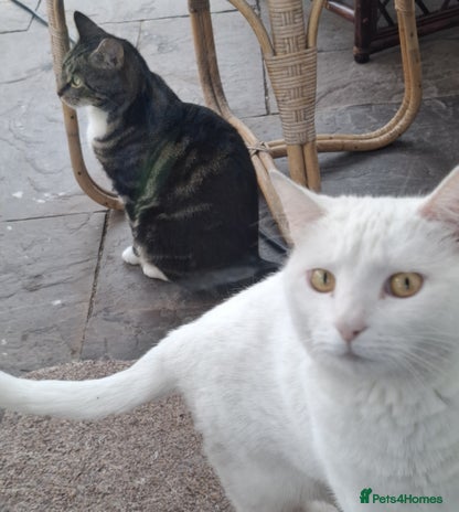 Domestic Shorthair cats - Advert 34