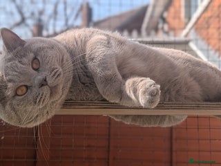 British Shorthair cats in Barnsley - Advert 30