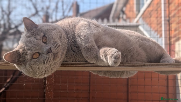 British Shorthair cats in Barnsley - Advert 10