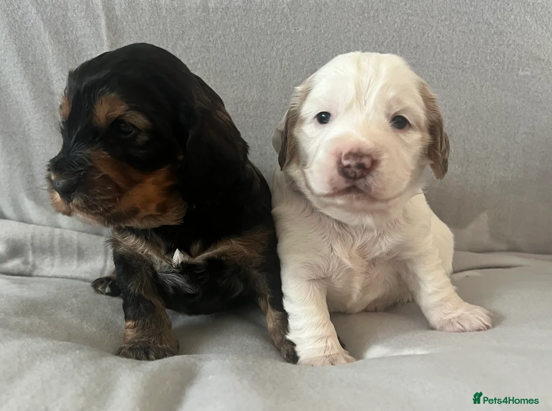 Cockapoo dogs for sale: Beautiful F1B cockapoo puppies! - Advert 8