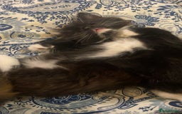 Domestic Shorthair cats for sale: 4 medium/longhair kittens,3 tuxedo 1 tortoiseshell - Advert 9