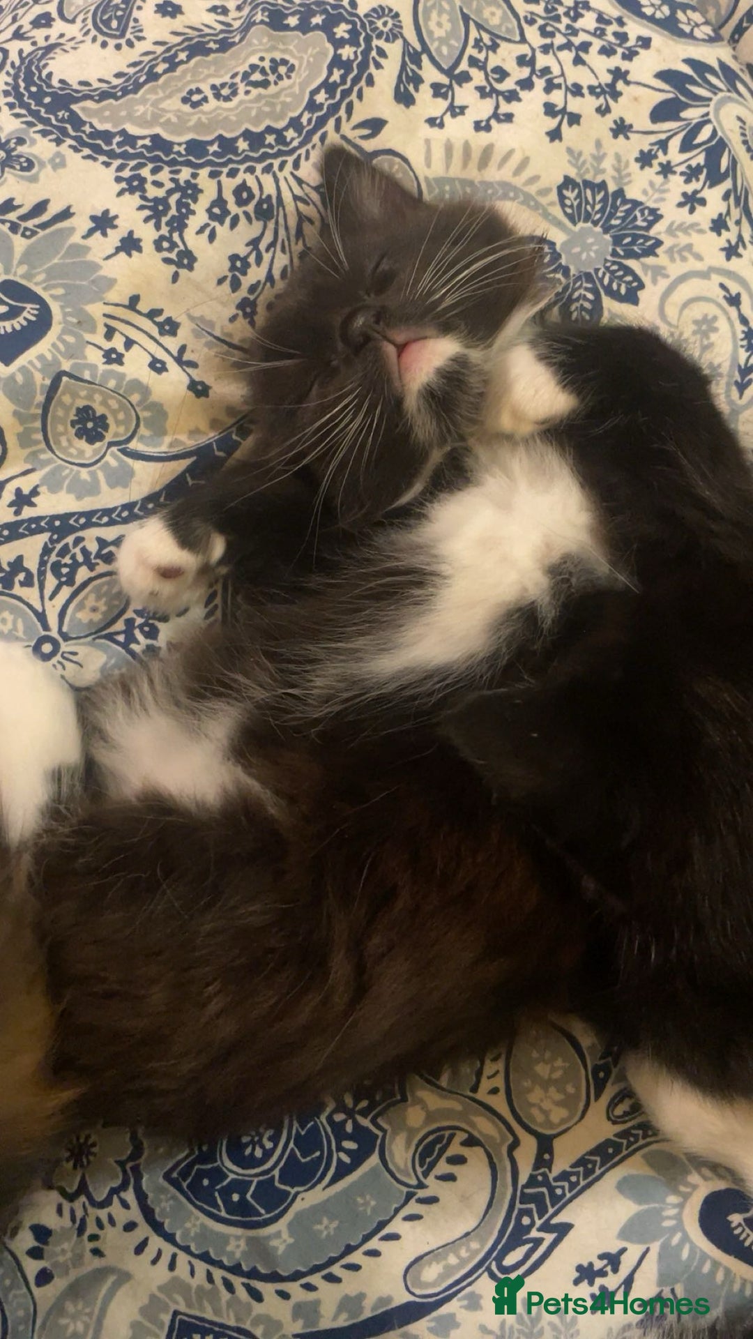 Domestic Shorthair cats for sale: 4 medium/longhair kittens,3 tuxedo 1 tortoiseshell - Advert 9