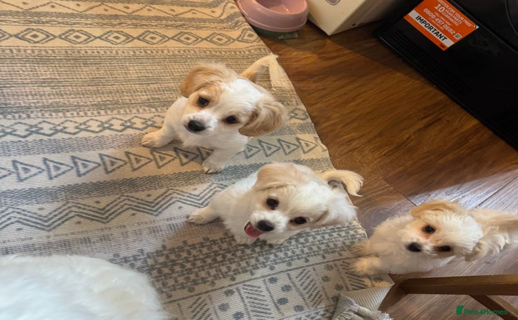 Bichon Frise dogs - Advert 1