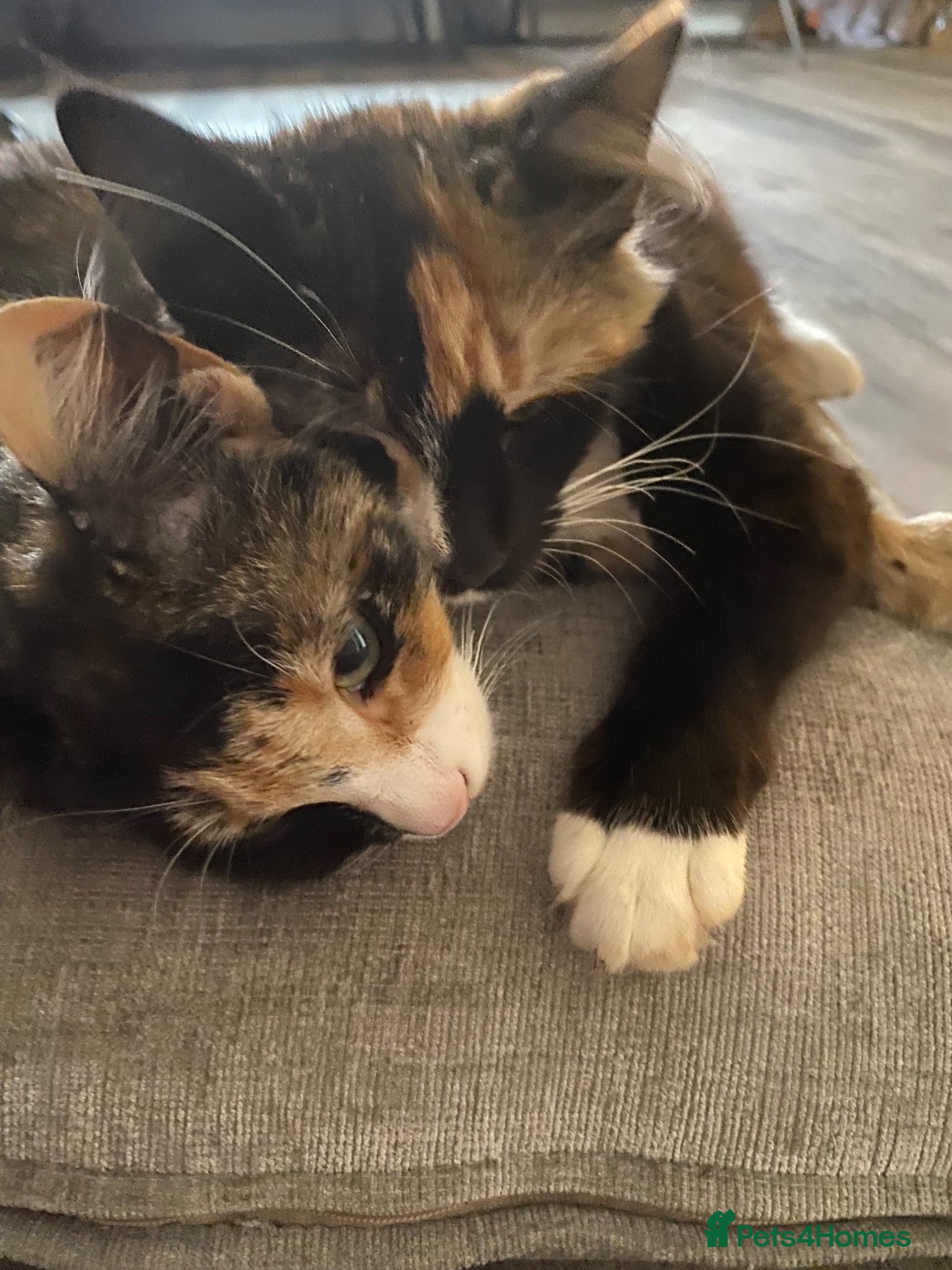 Mixed Breed cats Dottie & Lottie  - Advert 1