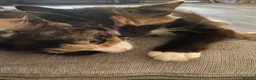 Mixed Breed cats for sale: Dottie & Lottie  - Advert 1
