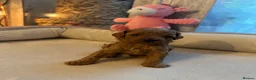 Toy Poodle dogs for sale: Puppies 🐶 Kennel Club Registered  - Advert 32