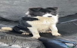Border Collie dogs for sale: Beautiful Border Collie Pups - Image 2
