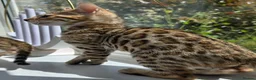 Bengal cats for sale: Ready NOW.. need go ASAP - Advert 27