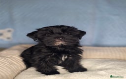 Yorkshire Terrier dogs for sale: Rare Black Yorkie 5-Gen Pedigree–£900–Ready Now 🐾 - Image 5