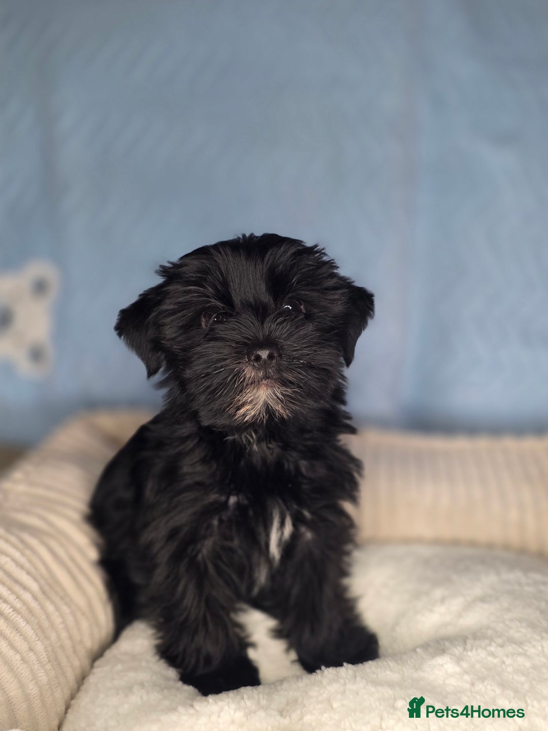Yorkshire Terrier dogs for sale: Rare Black Yorkie 5-Gen Pedigree–£900–Ready Now 🐾 - Image 5