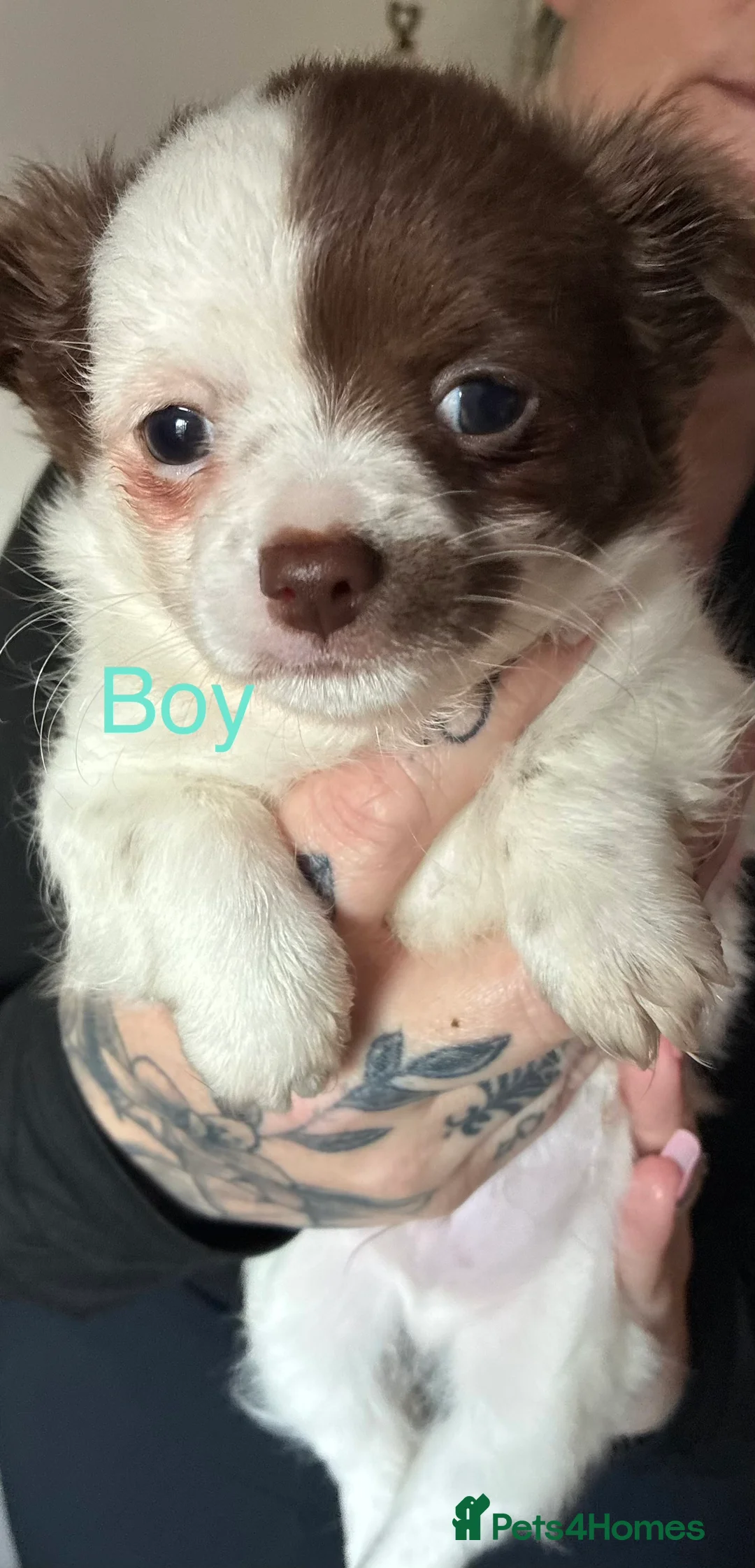 Chihuahua dogs for sale: Chihuahua boy  in Chichester - Advert 3