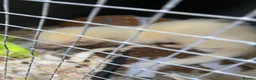 Ferret rodents for sale: 3 ferrets  - Advert 3