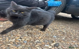 York Chocolate cats for sale: Kitten for sale  - Image 4