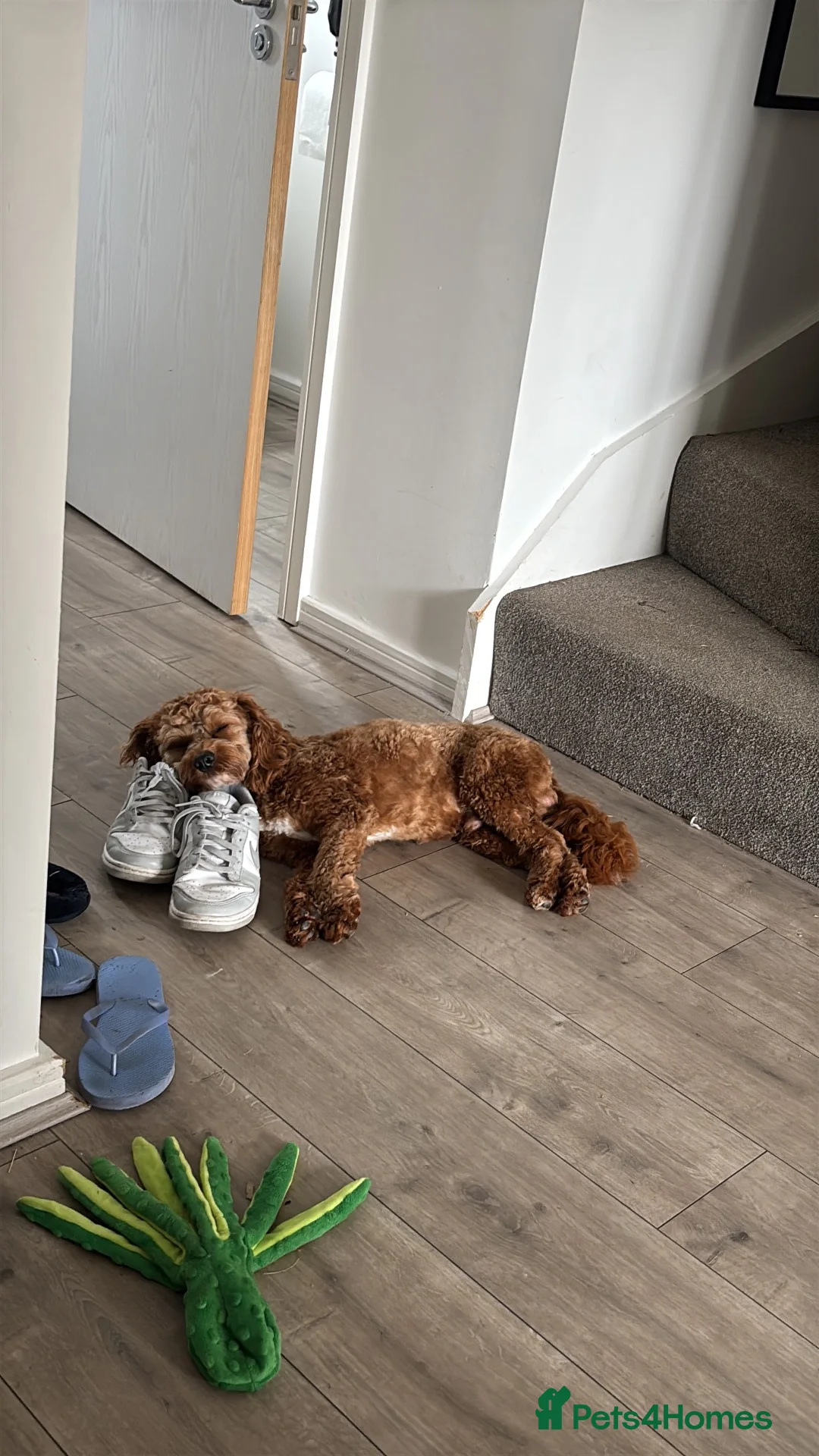 Cavapoo dogs for sale: Arnie 🐶 A Little Bundle of Energy  in Newton-le-Willows - Advert 5