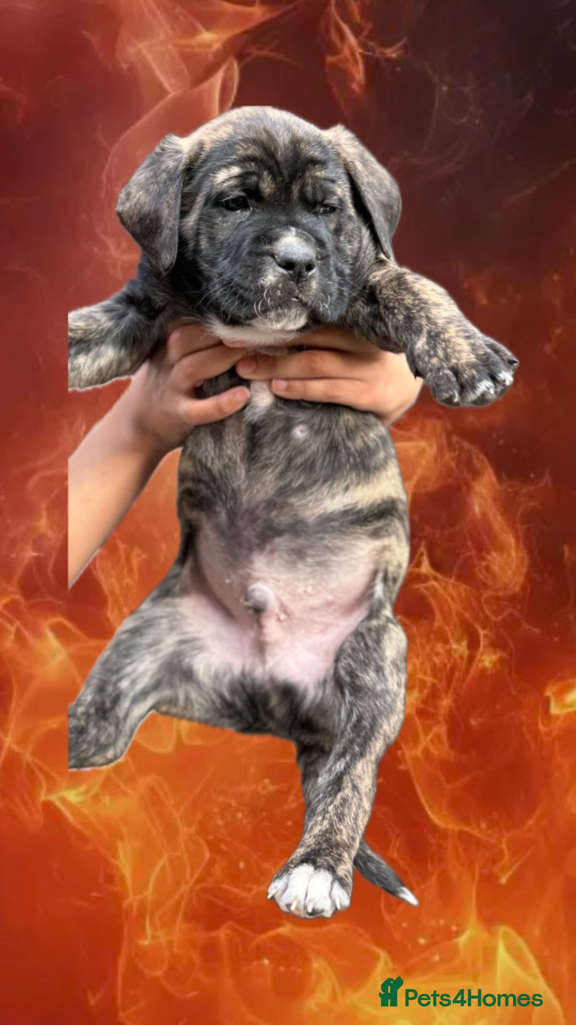 Presa Canario dogs  Quality🏆 Champion Blood presa Canario pups!! - Advert 1