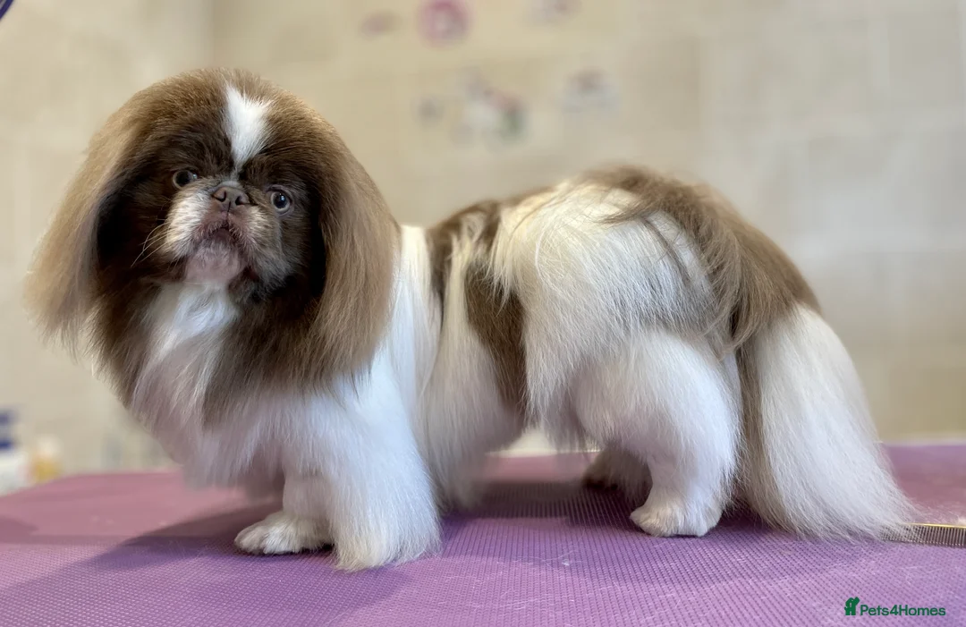 Pekingese dogs for stud: Lilac & white KC reg Pekingese for stud in Winchester - Advert 6