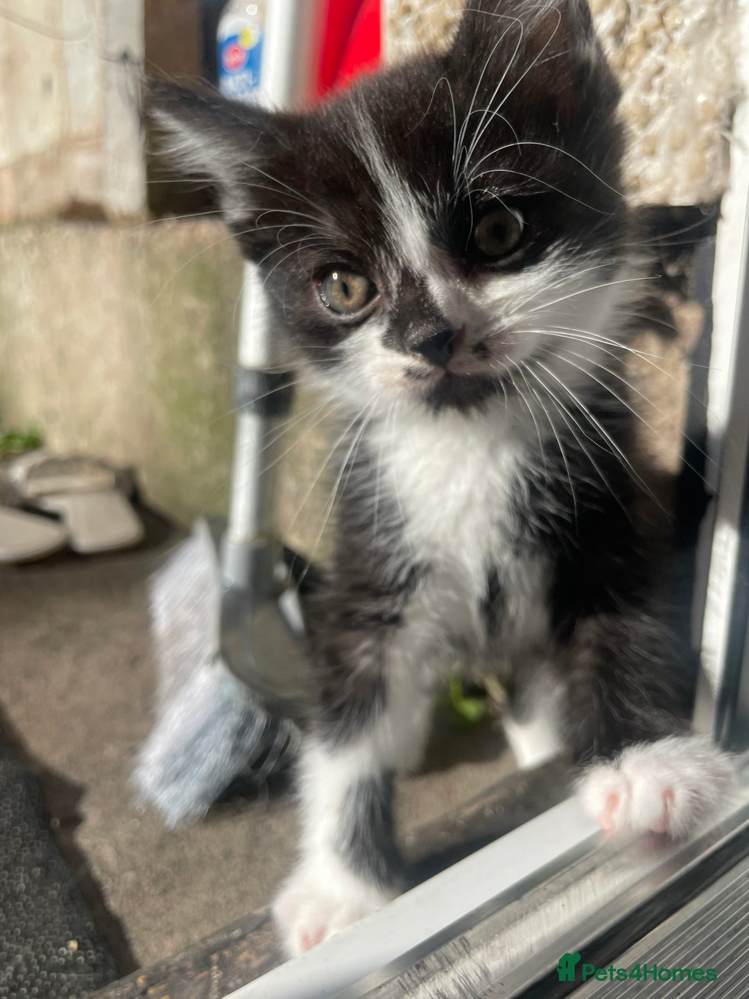 Bramble cats for sale: 8 weeks old super playful kitten - Image 1