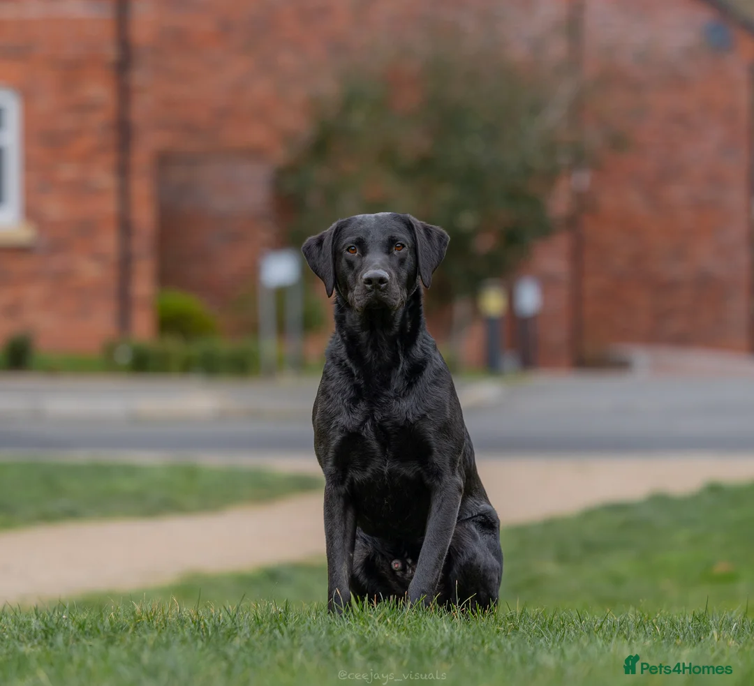 Labrador Retriever dogs for stud: FTCH sired superb lines absolute gent  in Droitwich - Advert 5