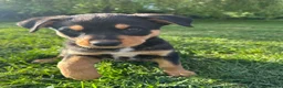 Australian Kelpie dogs for sale: Kelpie Pups for Sale - Advert 3