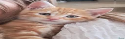 Mixed Breed cats for sale: Rare beautiful ginger tabby girl in Harlow - Advert 1