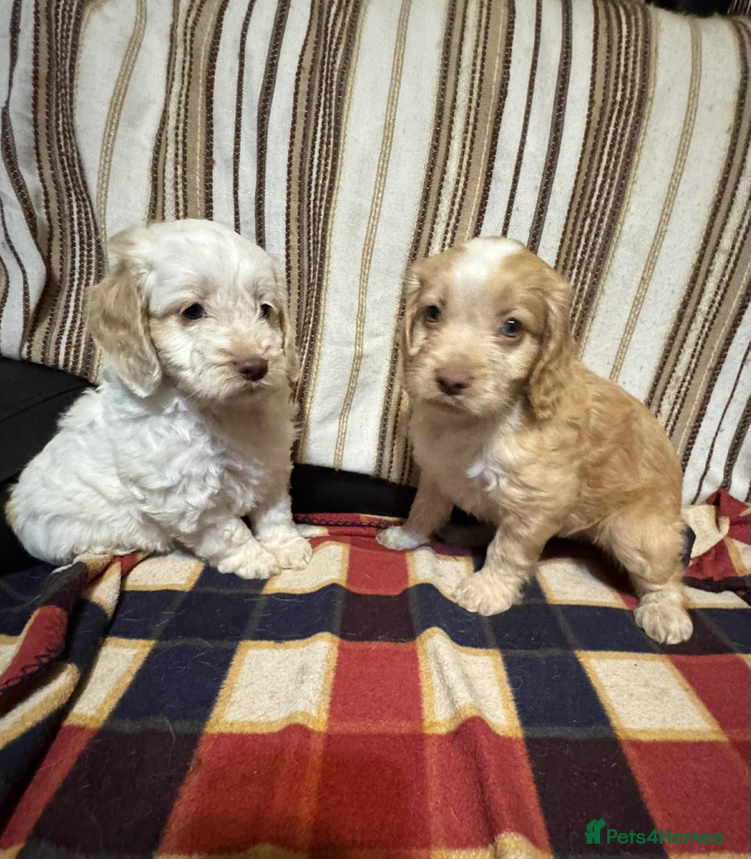 Cockapoo dogs for sale: F1 beautiful  cockapoo puppy’s  - Image 4