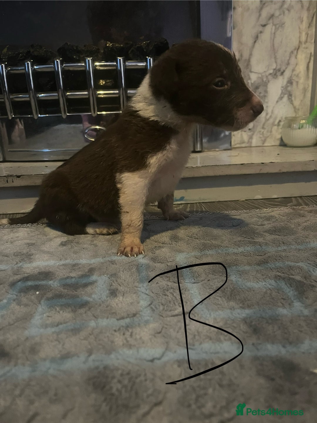 Border Collie dogs for sale: Border collie puppies - Image 20