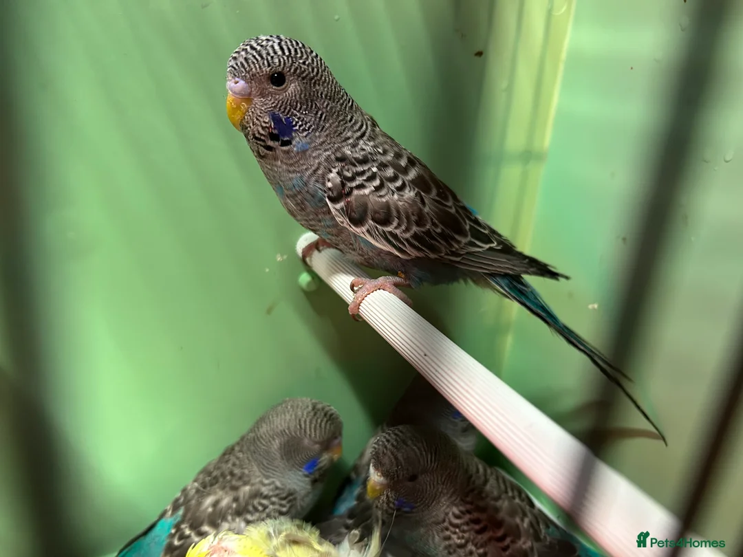 Budgerigars birds for sale: Black face and black wing budgies - Advert 2