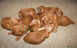 Cockapoo dogs for sale: Gorgeous Fox Red Cockapoo Puppies avail 15/12/25 - Image 5