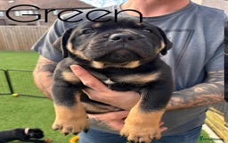 Cane Corso dogs for sale: Cane corso x pups - Image 1