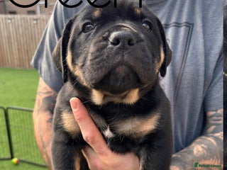 Cane Corso dogs - Advert 21