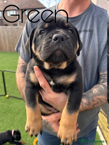 Cane Corso dogs - Advert 3