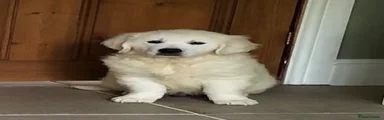 Golden Retriever 1
