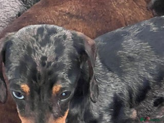 Miniature Dachshund dogs in Galston - Advert 15
