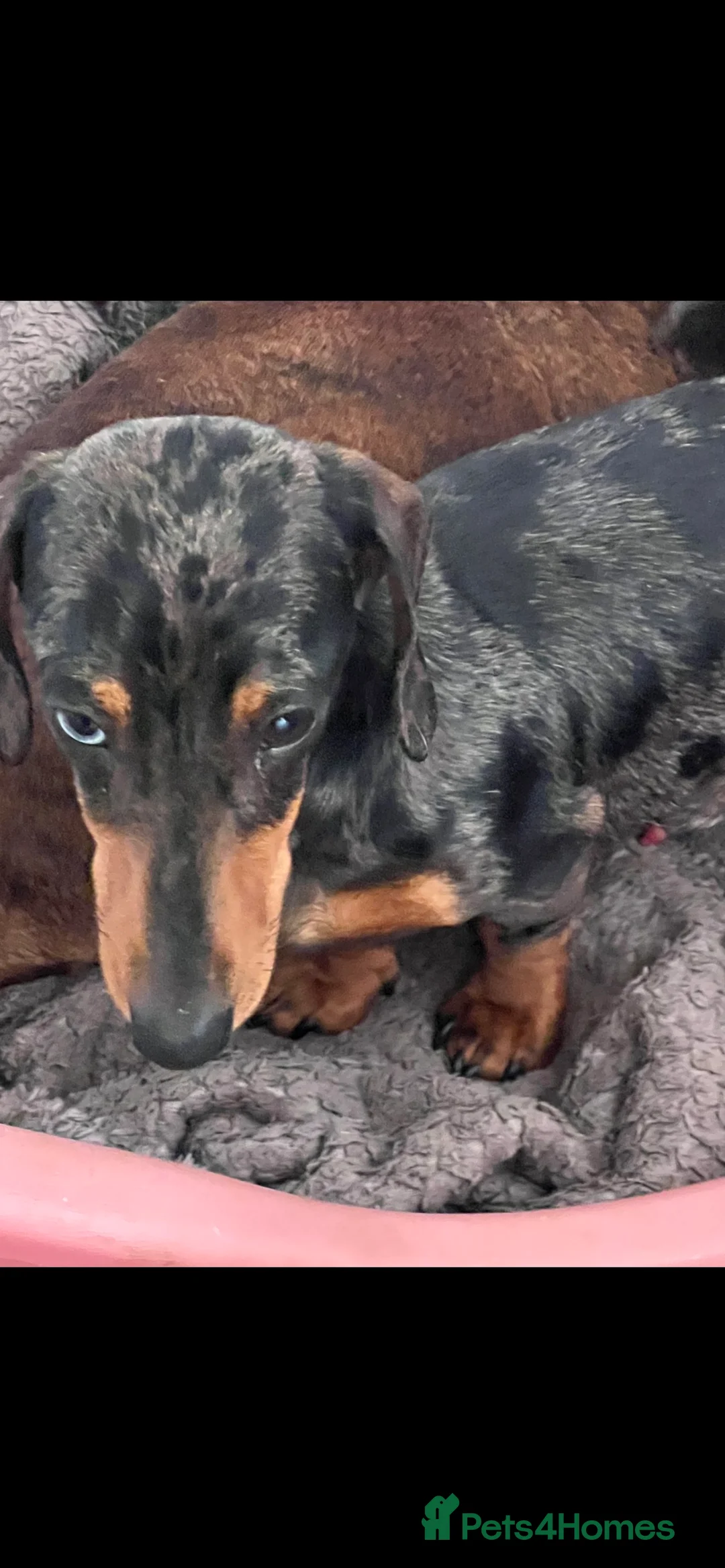 Miniature Dachshund dogs for stud: SILVER DAPPLE STUD KC in Galston - Advert 1