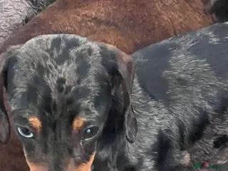 Miniature Dachshund dogs SILVER DAPPLE STUD KC in Galston - Advert 21