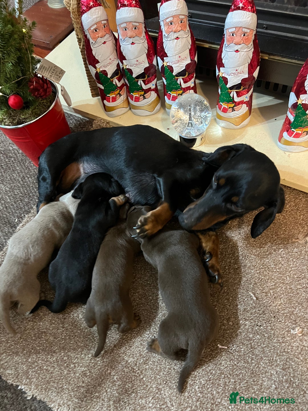 Miniature Dachshund dogs for sale: Gorgeous  **  for  **  dachshund puppy 🐶  - Advert 3
