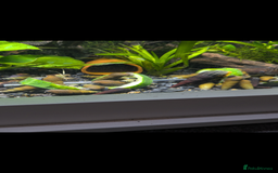 Snails fish for sale: Rabbit snails (various colours and sizes!) - Advert 2