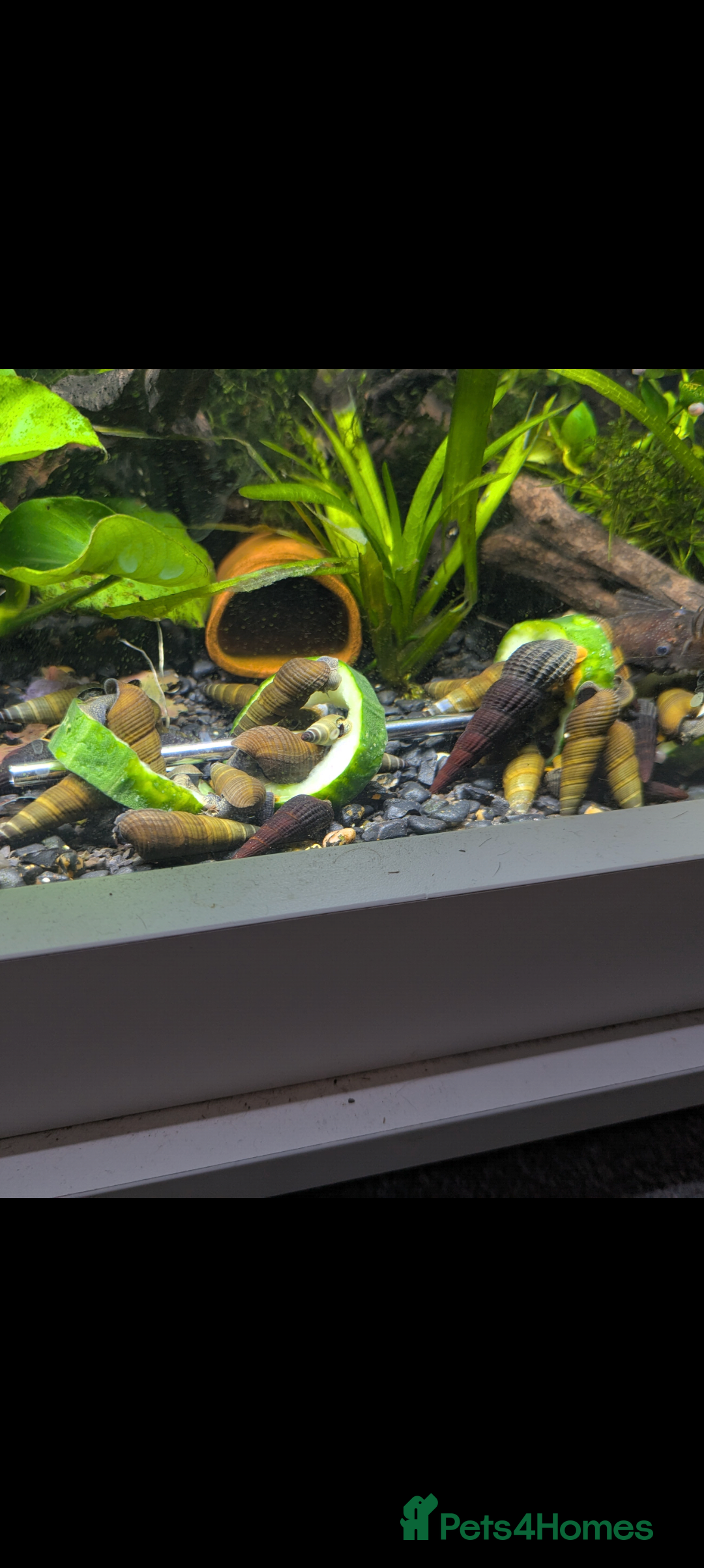 Snails fish for sale: Rabbit snails (various colours and sizes!) - Advert 2