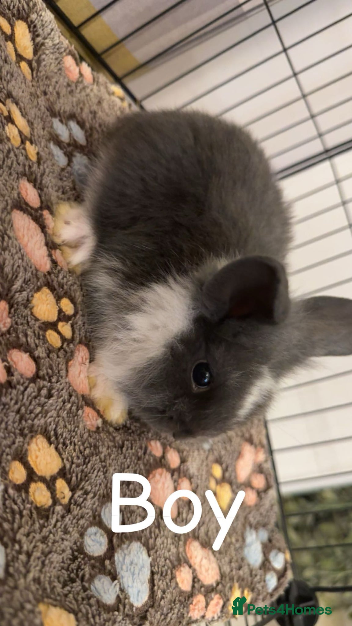 Mixed Breed rabbits Mini lop/lion lop bunnies - Advert 6