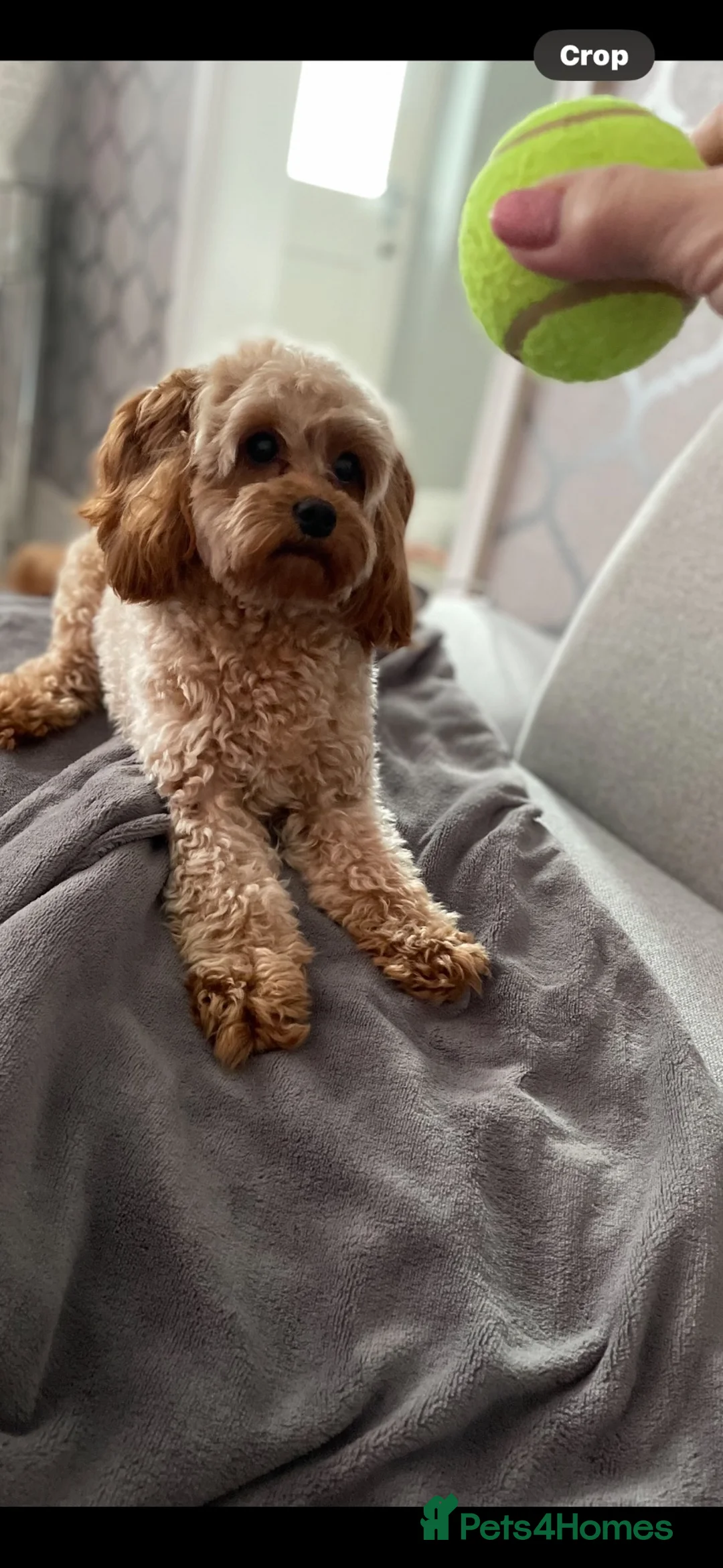 Cavapoo dogs for sale: Beautiful Cavapoo F1B Puppies - Advert 7