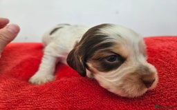 Cocker Spaniel dogs for sale: Quality Sable Show Cocker spaniel Puppies - Image 8
