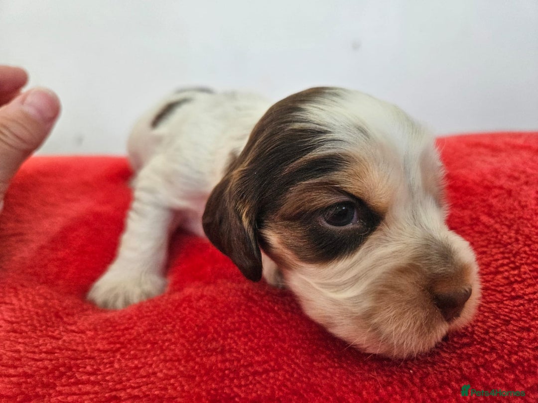 Cocker Spaniel dogs for sale: Quality Sable Show Cocker spaniel Puppies - Image 8
