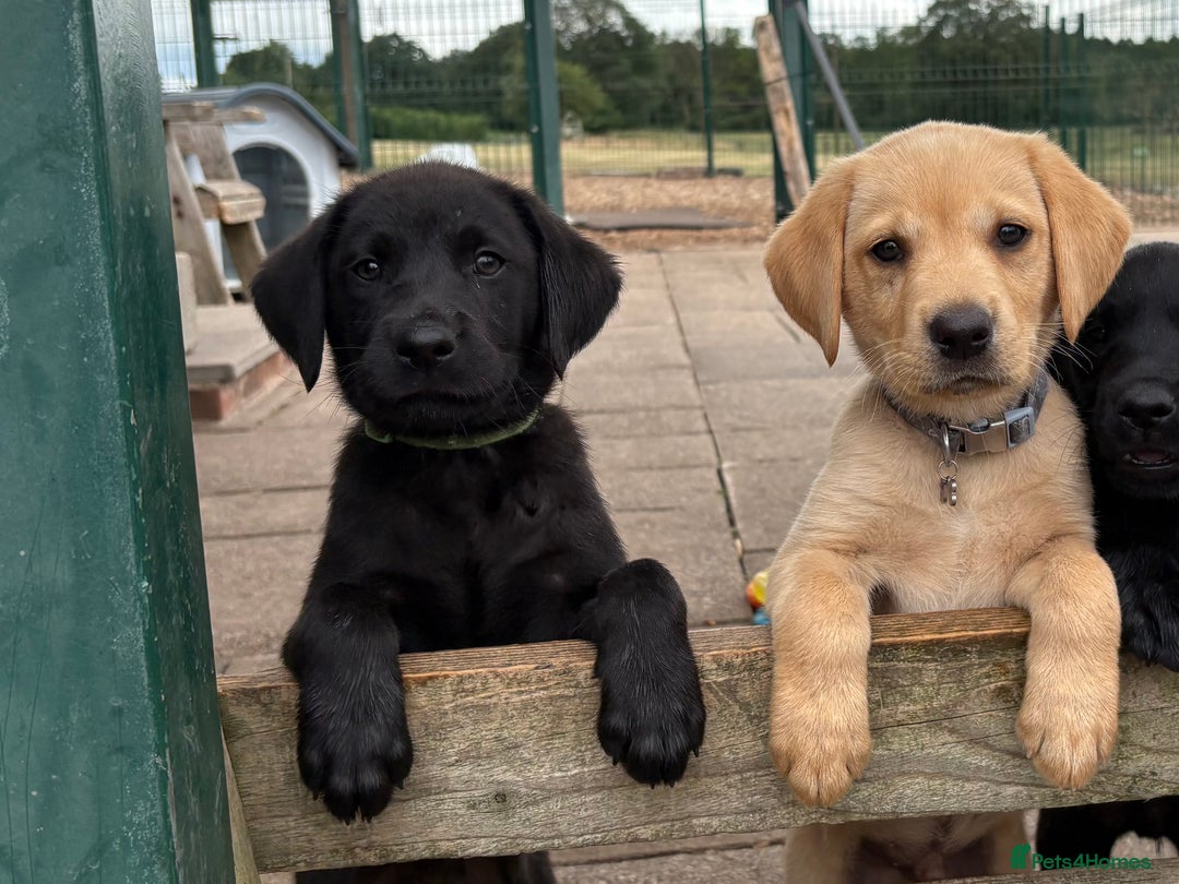 Labrador Retriever dogs for sale: Gorgeous KC, Black, Yellow & Fox Red Labs - Image 1