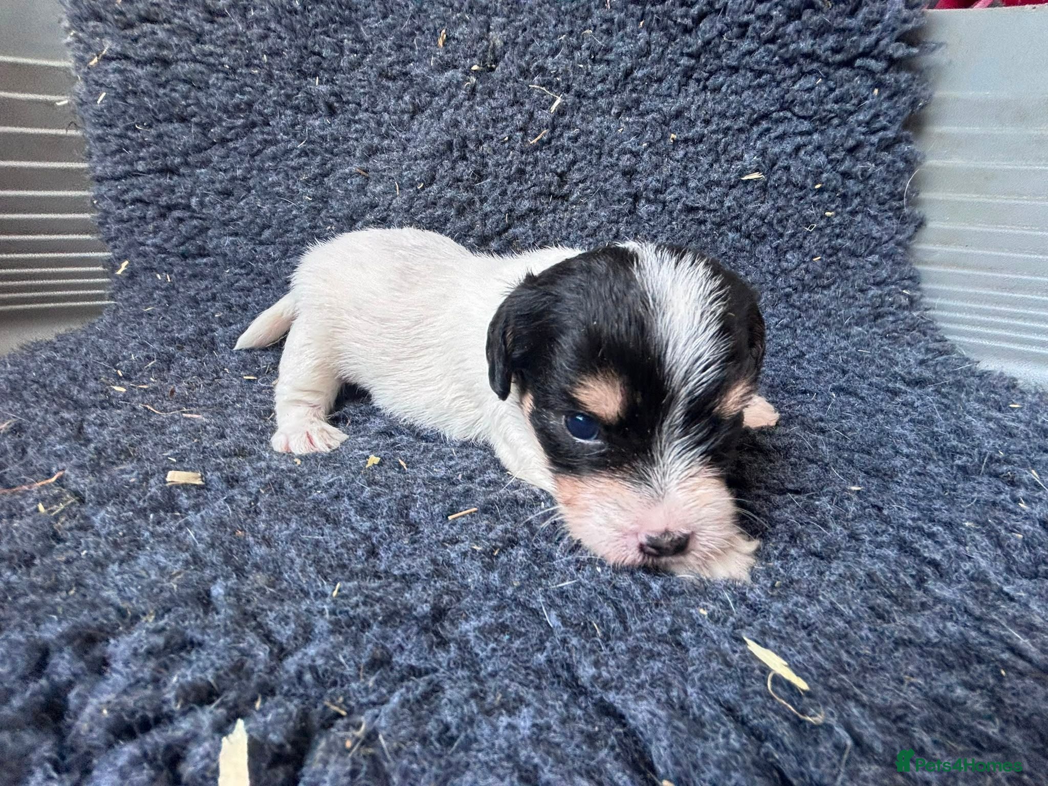Jack Russell dogs Stunning rough&smooth coated tri jack Russell pups - Advert 1