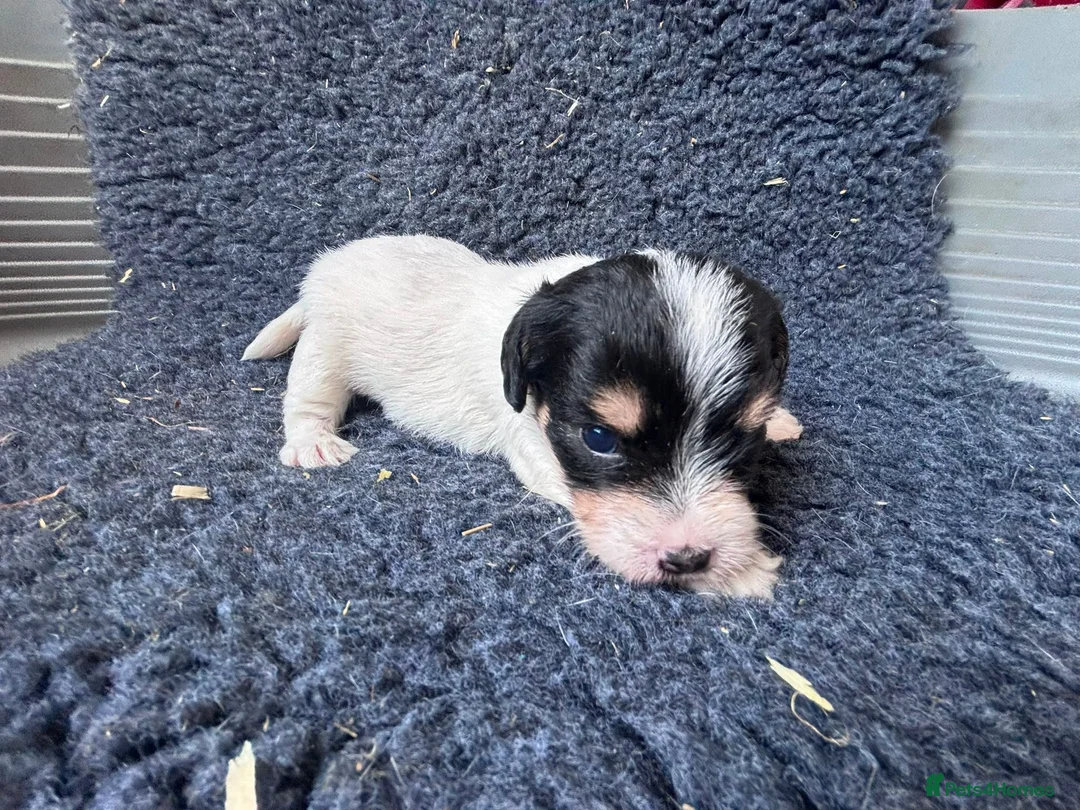 Jack Russell dogs for sale: Stunning rough&smooth coated tri jack Russell pups in Bishop's Stortford - Advert 1