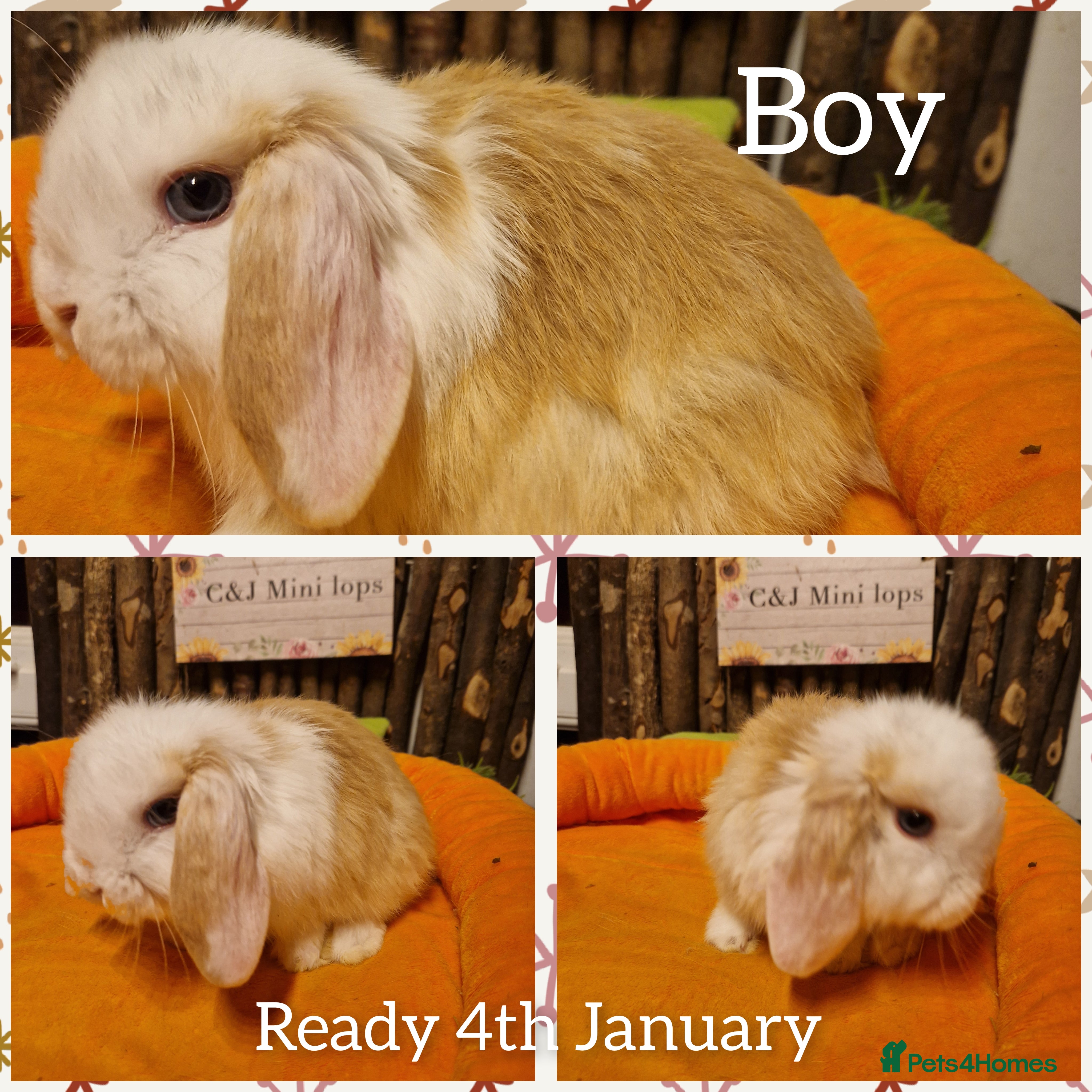 Mini Lop rabbits Mini lop kits ready now  - Advert 2