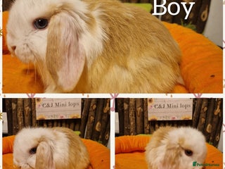 Mini Lop rabbits Mini lop kits ready now - Advert 2